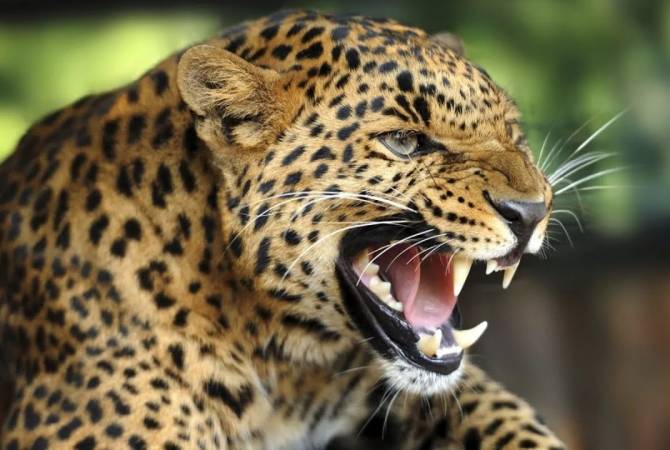 В Индии леопард заблудился в городе и начал нападать на людей