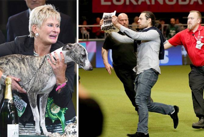 Բրիտանիայում շների ցուցահանդեսը քաոսի Է վերածվել բողոքի ակցիայի պատճառով
