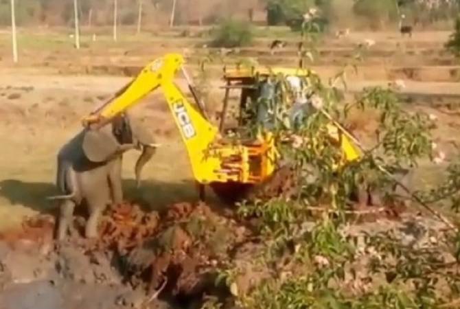 В Индии экскаватор вытащил слоненка из 