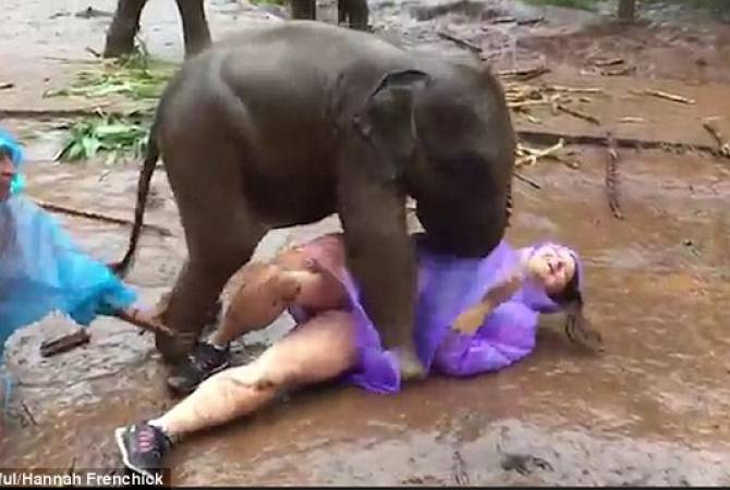 Игривый слон посидел на коленях туристки