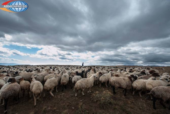 Ֆերիկ գյուղի բնակիչները իրենց ոչխարի հոտը արածեցրել են Ծաղկալանջ գյուղի 
տարածքում. տեղի է ունեցել ծեծկռտուք