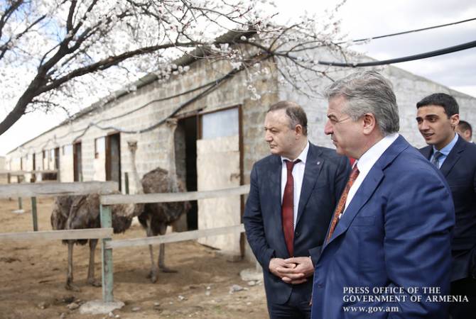 Kарен Карапетян ознакомился в Армавирской области с программами разведения страусов и закладки фисташковых садов