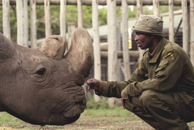 В Кении умер последний самец северного белого носорога