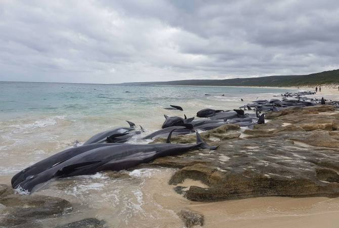 150 whale carcasses wash up on Hamelin Bay, Australia 