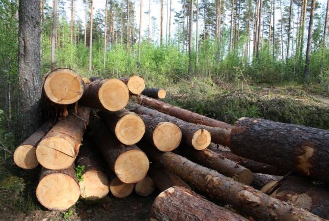 «Լալվարի անտառտնտեսություն» մասնաճյուղի պահաբաժնում ապօրինի հատվել է  68 
հատ ծառ. առաջադրվել են մեղադրանքներ