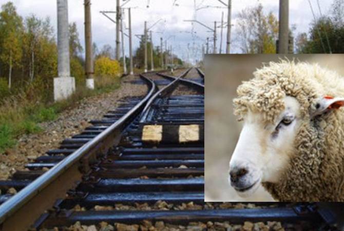На участке пути Каракерт-Артени электропоезд врезался в стадо овец