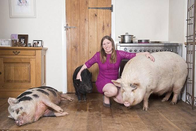 Гигантская свинья стала домашним питомцем в английской семье