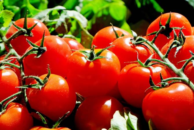 Россия готова рассмотреть расширение списка поставщиков томатов из Турции