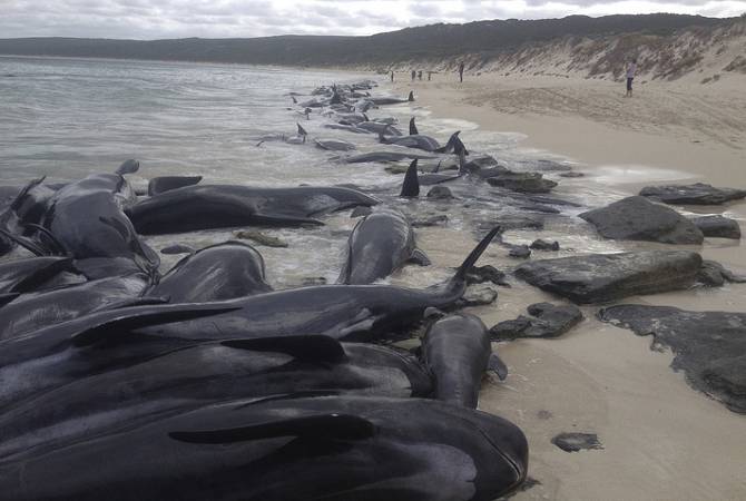 32 long-finned pilot whales beach in New Zealand 