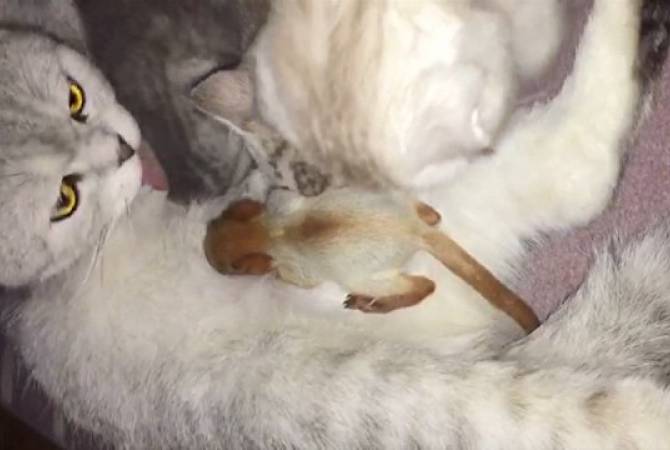 Как кошка "усыновила" новорожденного бельчонка