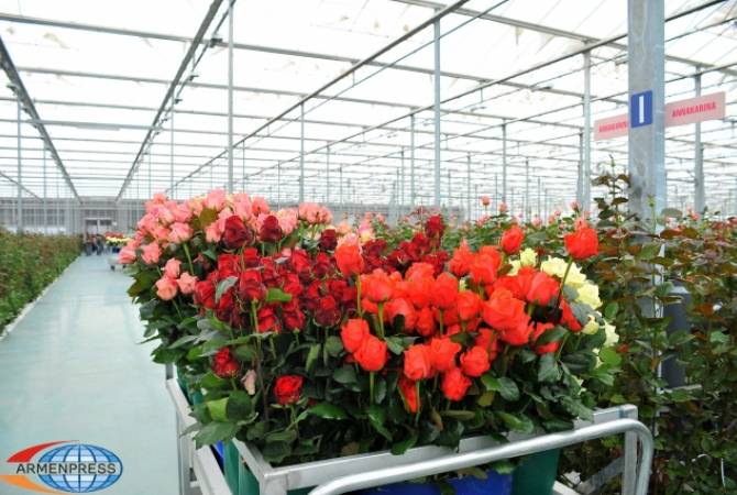 Decade of agricultural development in Armenia - Dutch roses are even exported to Netherlands 
from Armenia