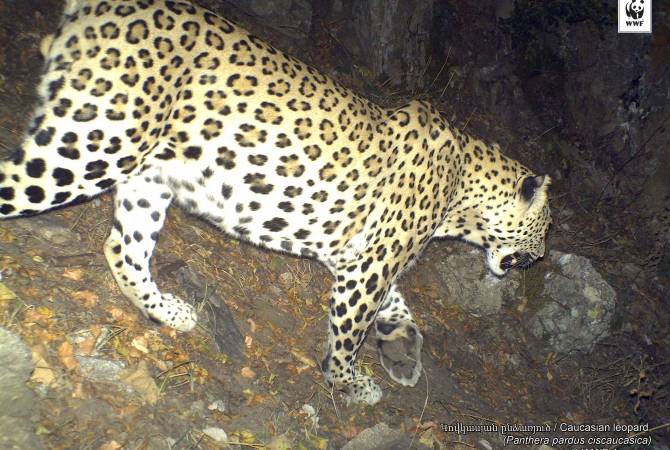 Historic rare glimpse of Caucasian leopard peeking into trapcamera in Armenia’s Khosrov forest 
reserve 