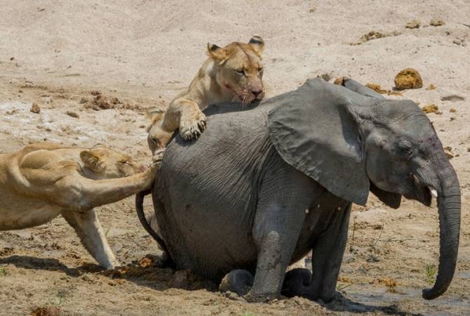 Схватка слона со львами попала на видео