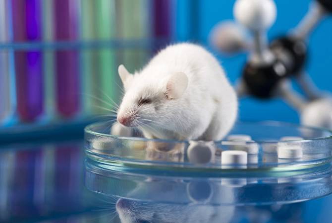 Биологи пересадили мышам крохотный человеческий мозг