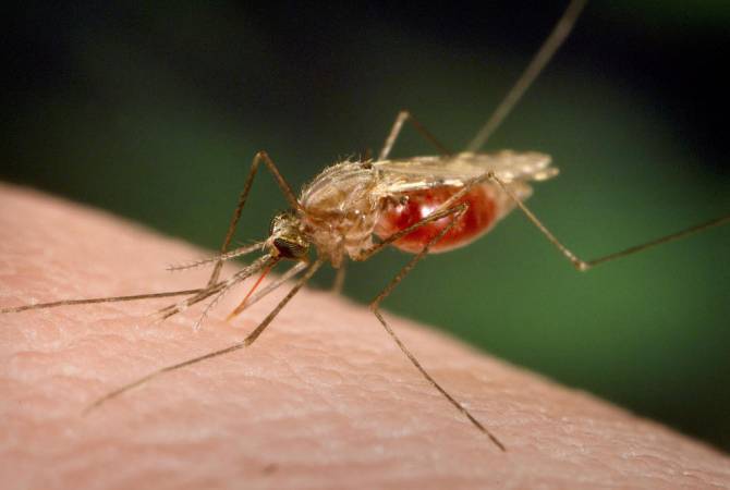 Հայաստանում մալարիայի տեղական դեպքեր չեն արձանագրվել 2006 թվականից ի վեր