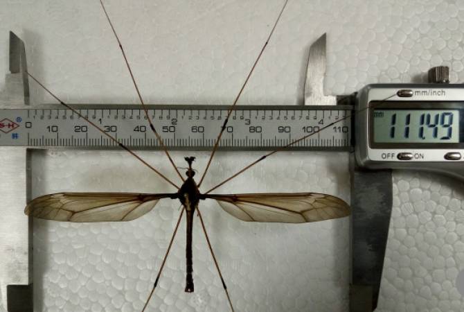 В Китае нашли крупнейшего в мире комара