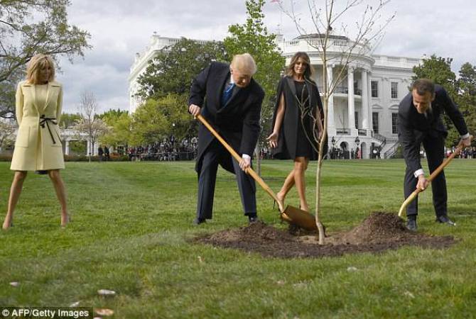 С лужайки Белого дома пропал посаженный Макроном и Трампом дуб