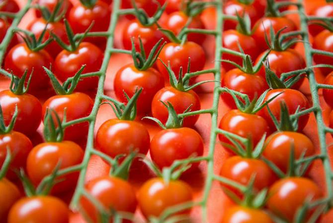 Россия и Турция будут совместно проверять ввозимые турецкие томаты