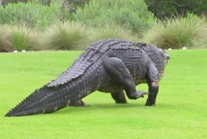 «Монструозный» аллигатор прогулялся по полю для гольфа