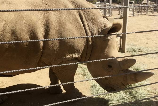 Белого носорога попытаются спасти от вымирания с помощью суррогатного материнства