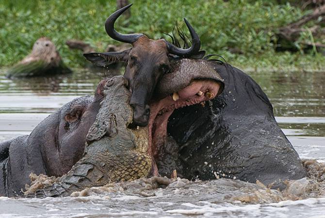 Бегемоты спасли антилопу гну от крокодилов