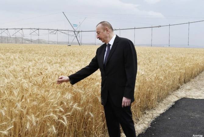 Azerbaijanis lay asphalt in wheat fields for Ilham Aliyev