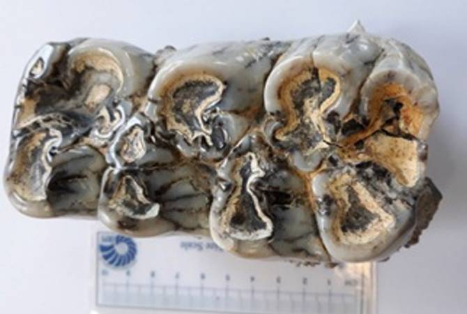 СМИ: в Иране впервые найдены окаменелые зубы мамонтов