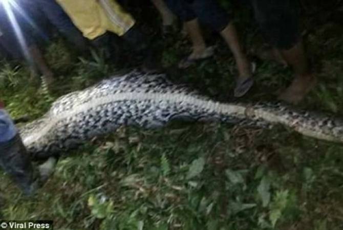 Missing woman found inside giant python in Indonesia 
