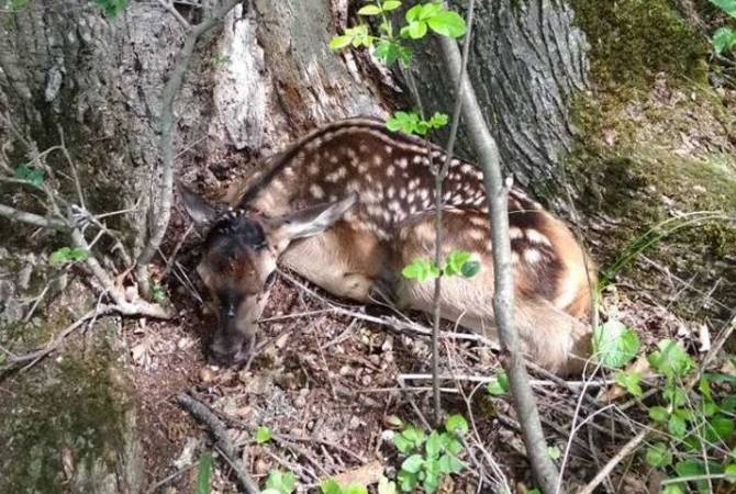 First Caspian red deer fawn born in Armenian national park after re-introduction 
