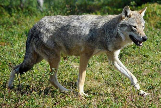 Artsakh child dies more than two weeks after wolf bite 