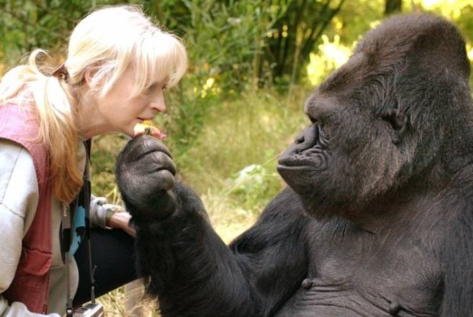 В США умерла горилла, владевшая языком жестов