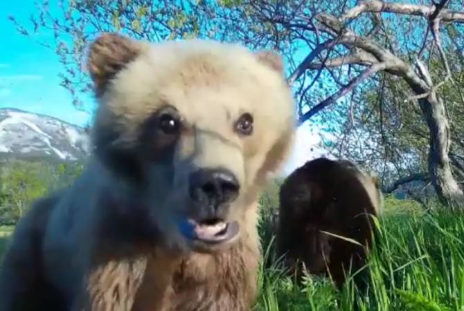 В Южно-Камчатском заказнике медвежонок сделал первое "видеоселфи"