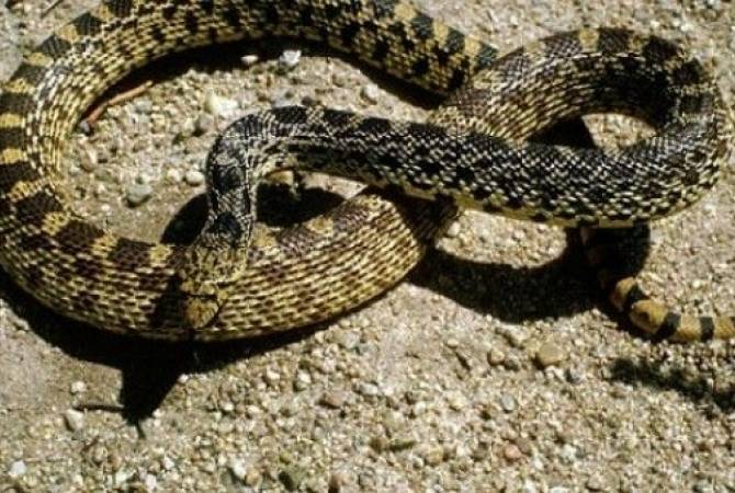 Опасайтесь змей в тенистых местах: в этом году в Армении находят меньше змей