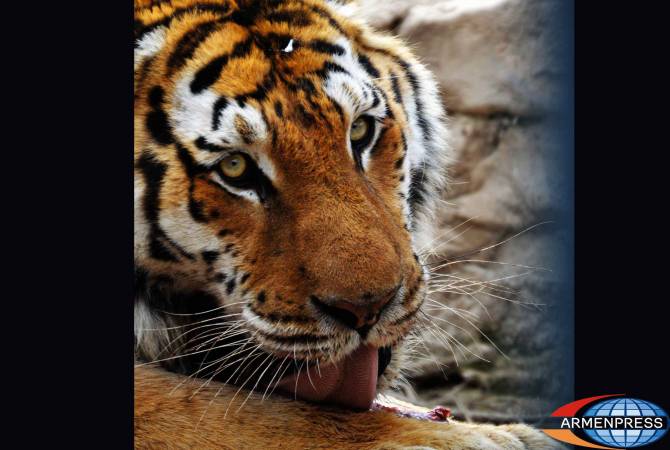 Пал один из амурских тигров Ереванского зоопарка