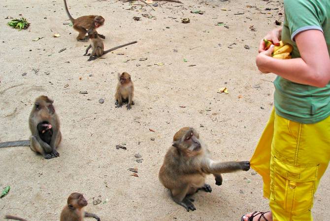 В Таиланде лесники были вынуждены раздеться для отлова назойливых обезьян

