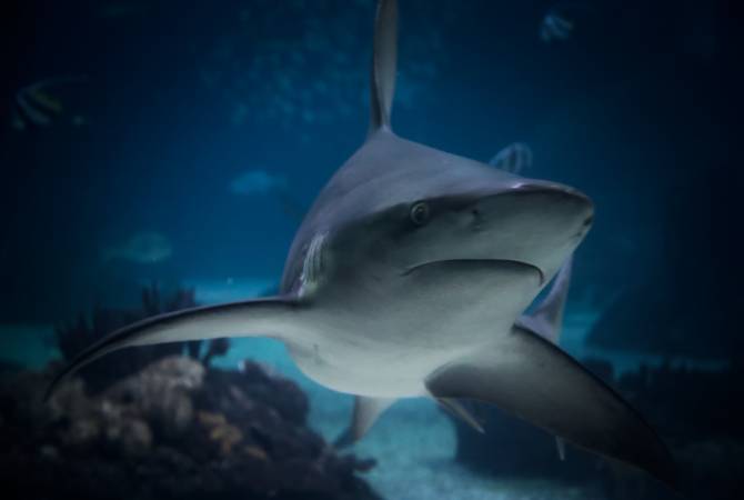 Shark kills Czech tourist in Egypt