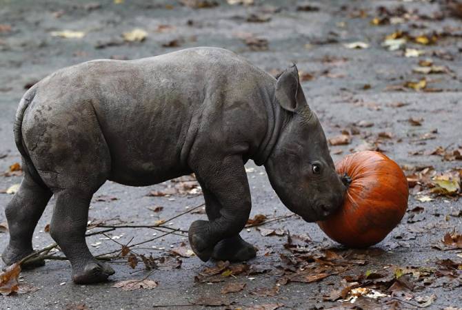Детеныш черного носорога родился на глазах у гостей зоопарка в Англии