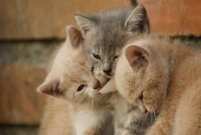Всемирный день кошек празднуется 8 августа