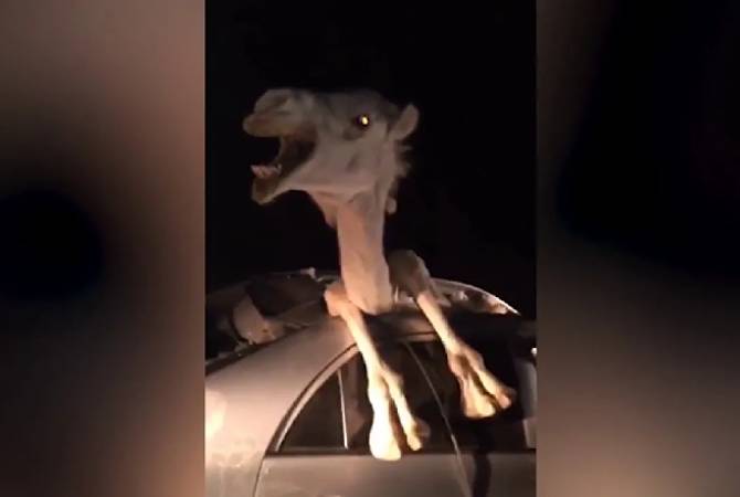 Не спрашивай меня как: застрявшего в машине верблюда засняли на видео