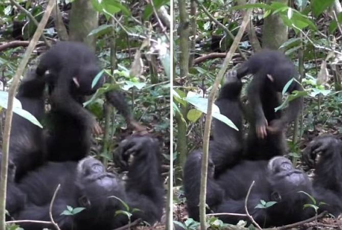 Համացանցում հայտնվել Է տեսահոլովակ, որտեղ շիմպանզեն «ինքնաթիռ» Է խաղում ձագի հետ 
