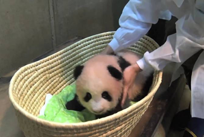 В японском зоопарке родилась панда