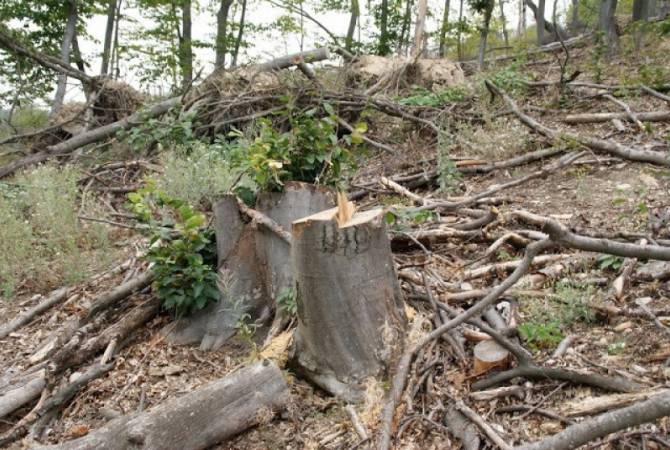 «Դիլիջան ազգային պարկ» ՊՈԱԿ-ի «Հաղարծին տեղամաս»-ում հատվել է  282 ծառ . մեղադրանք է առաջադրվել ևս 2 անձի 