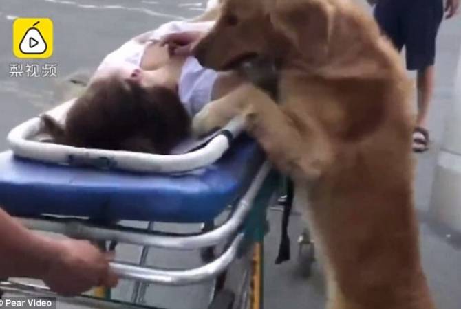 Медики сняли, как пёс охранял упавшую в обморок хозяйку и уехал с ней на скорой