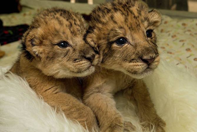 В ЮАР родились первые в мире "львята из пробирки"