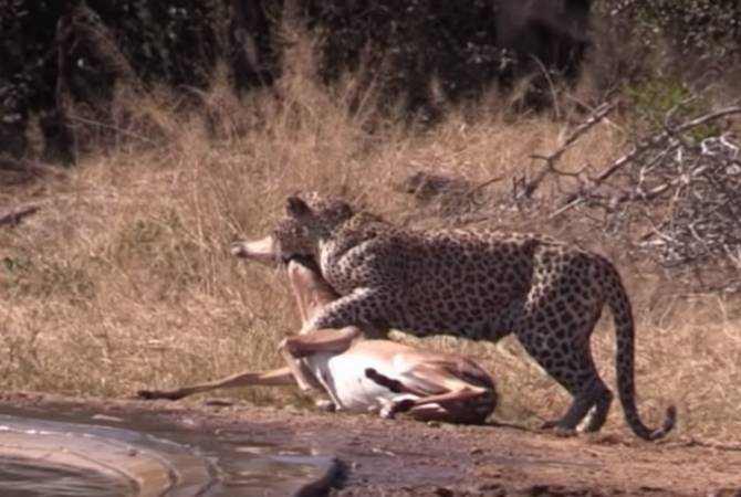 Антилопа попала в лапы гепарда, но ее спасла гиена – видео