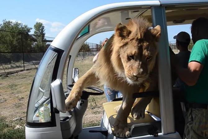 В крымском сафари-парке лев залез в машину к туристам