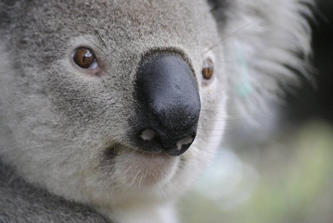 В Австралии коала трижды за день заходила в одну и ту же аптеку