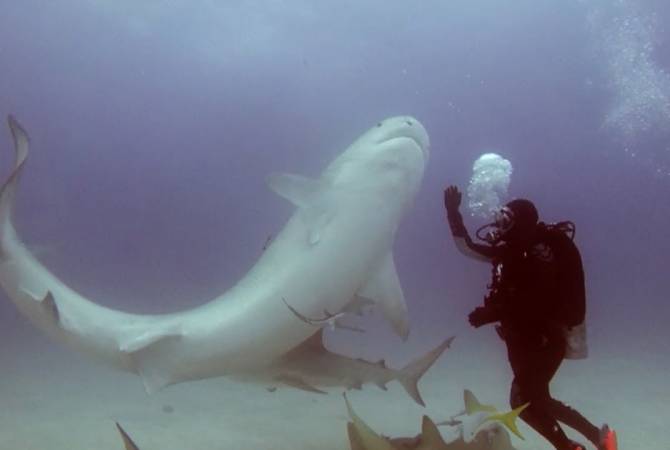На Багамских островах дайвер загипнотизировал акулу