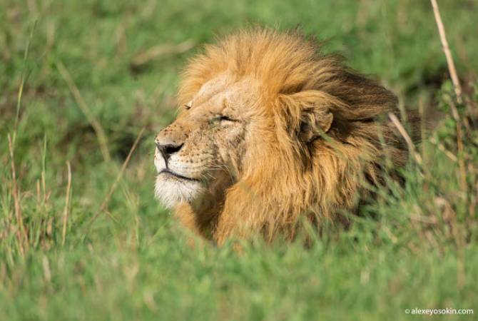 Людям пришлось спасать льва, на которого напали разъяренные львицы – видео