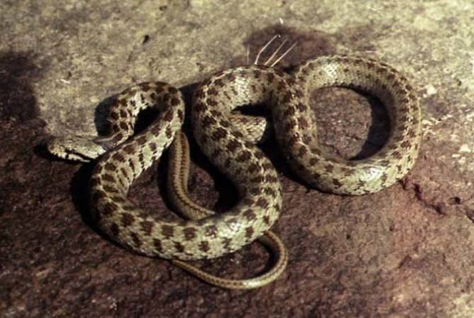 Արցախում արձանագրվել է օձի խայթոցի 20 դեպք